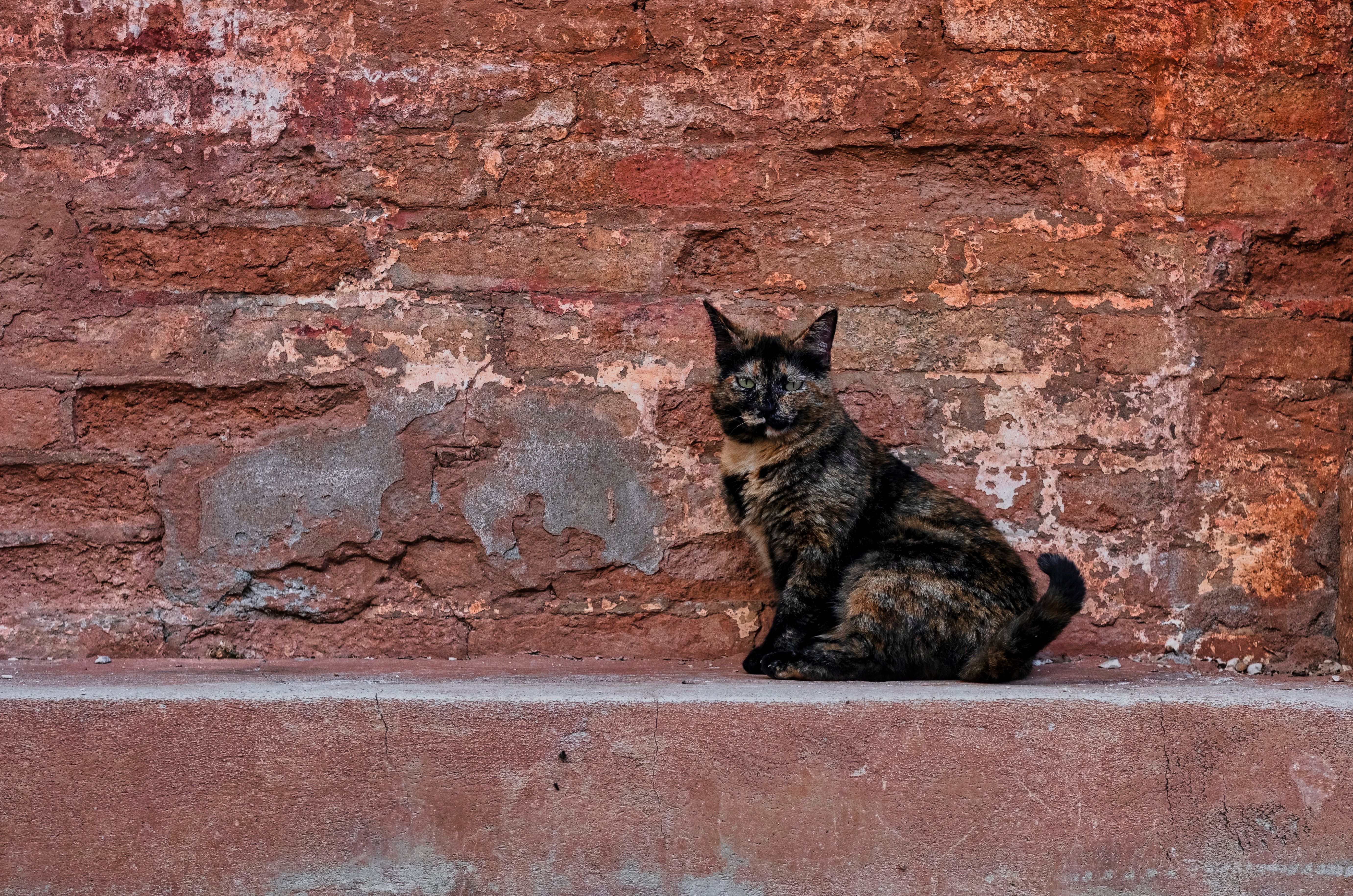 A Cat Sitting next to a Red Brick Wall · Free Stock Photo