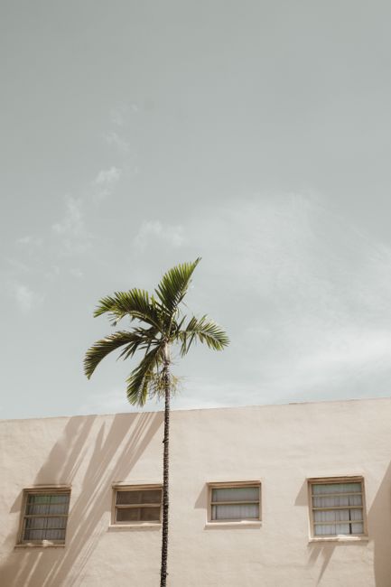 Minimalist facade with palm tree under clear sky. Ideal for summer architecture themes.