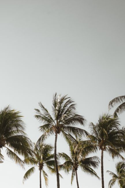 A serene view of palm trees swaying under a clear blue sky, evoking tropical vibes and tranquility.