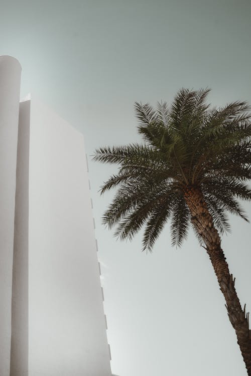 Palm next to a Skyscraper