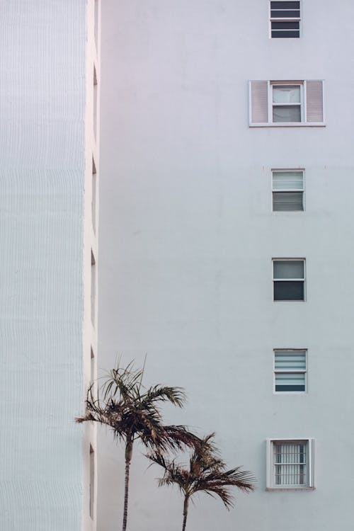 Palm Trees and Exterior of a Modern Residential Block in City 