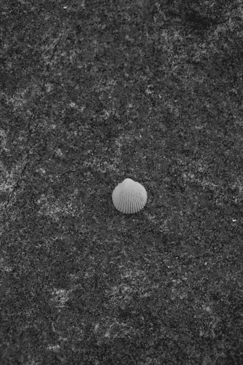 Seashell on a Beach in Black and White