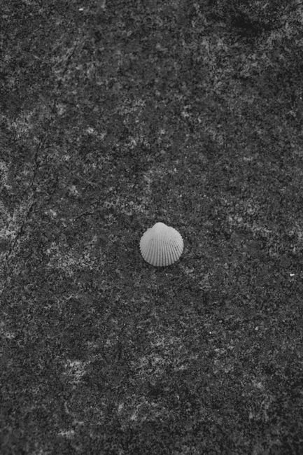 A solitary seashell on textured sand in a black and white vertical composition.