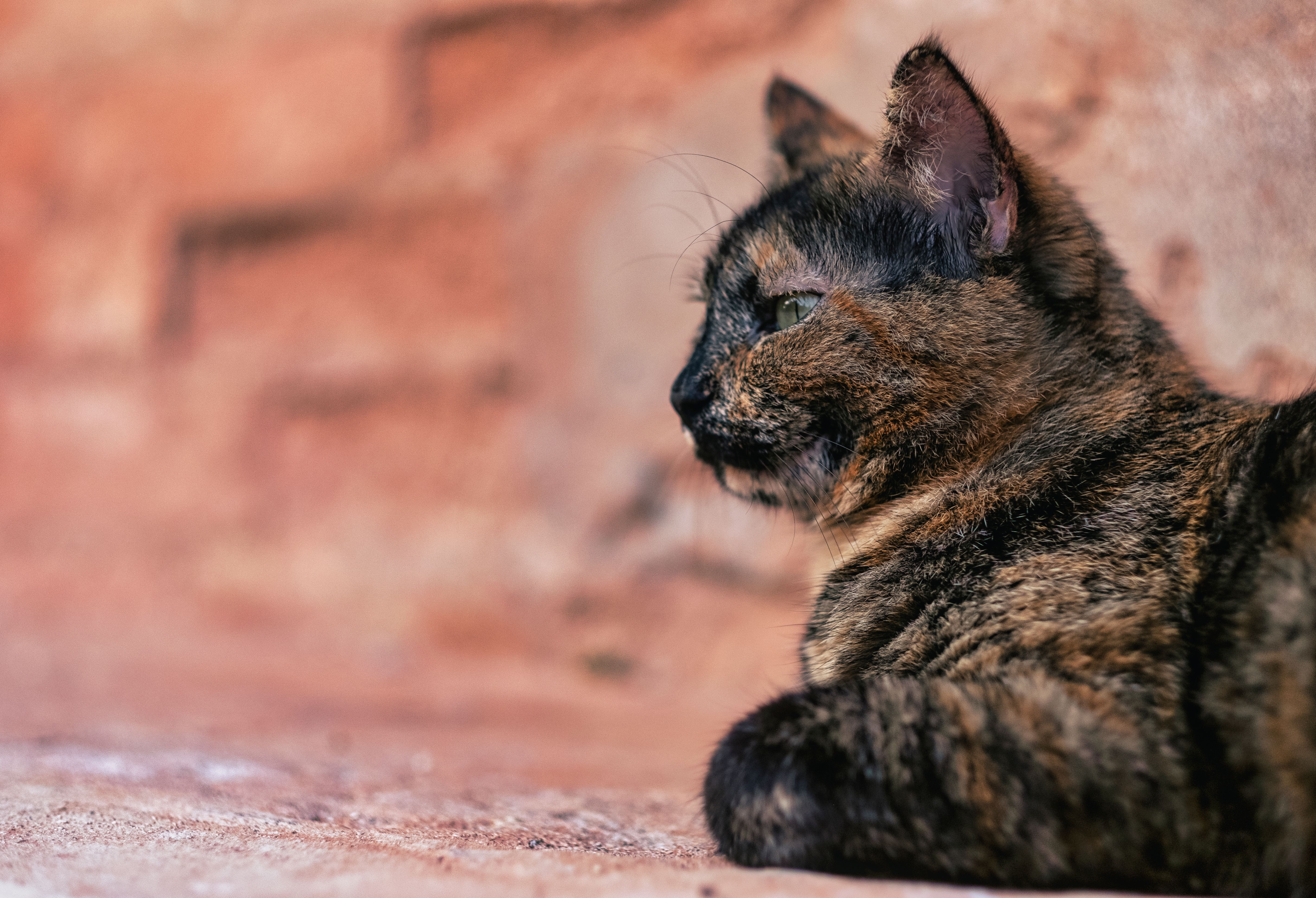 A Tricolor Cat Sitting on a Path · Free Stock Photo