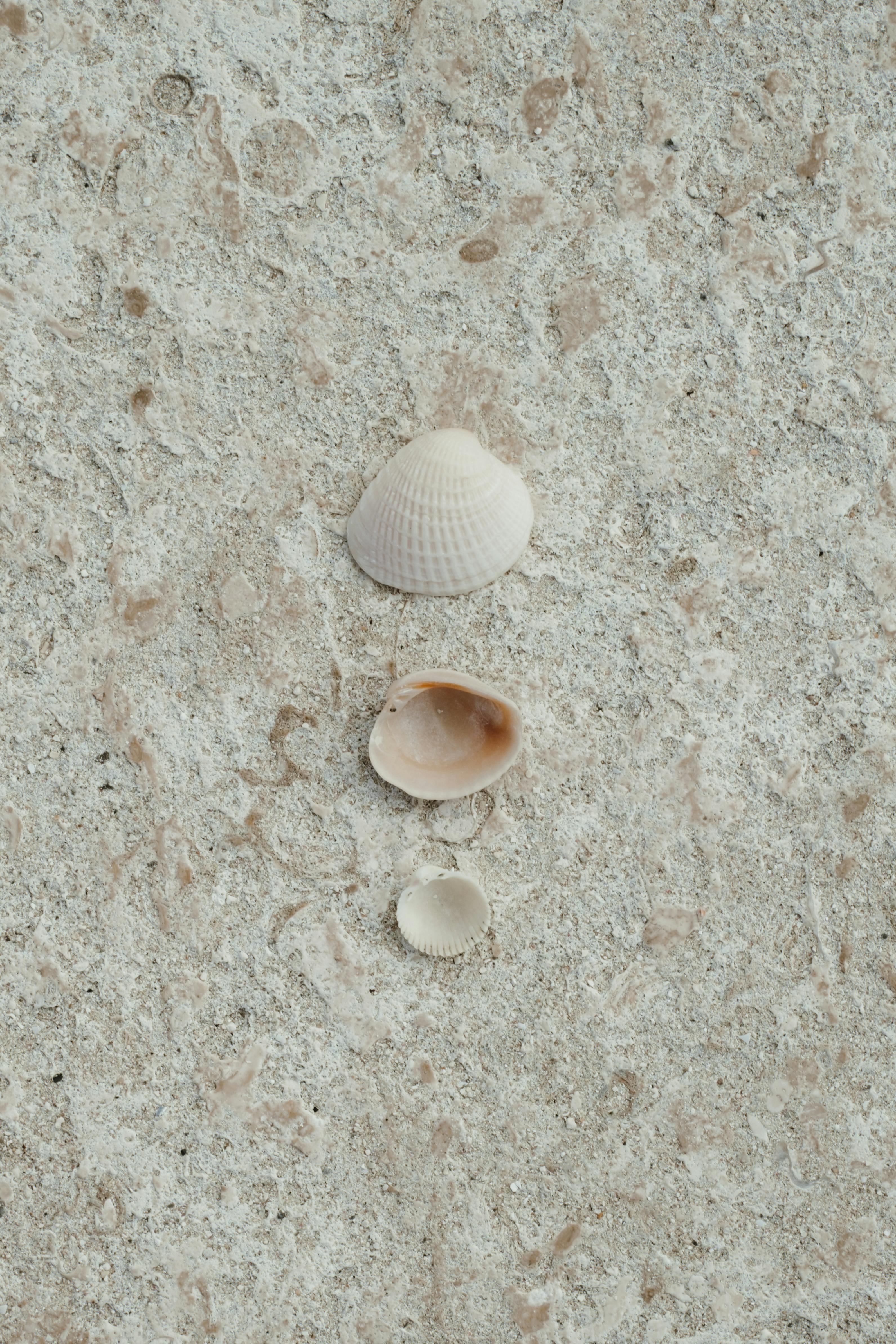 Three seashells arranged on a textured beach stone surface, perfect for backgrounds.