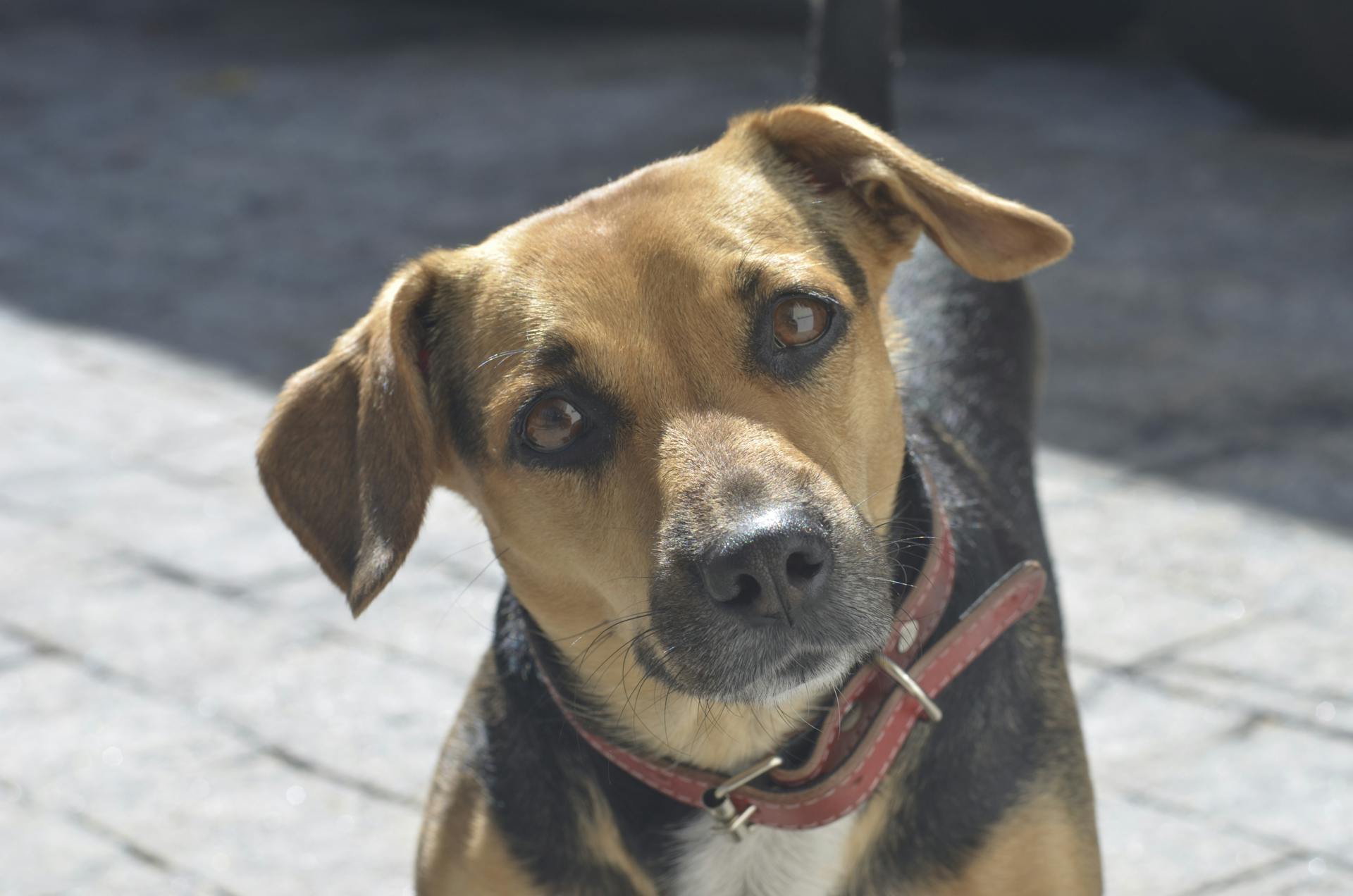 Close-up of an Adorable Dog with a Red Collar