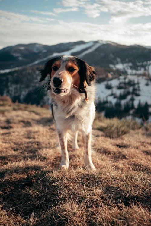 A Dog in the Mountains