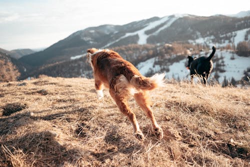 Dogs Running on a Hill 