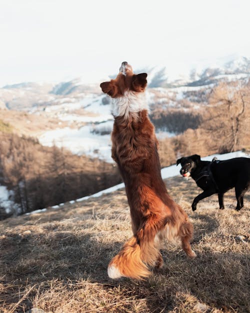 Dog Catching Sticks and Toys in the Air Outdoors 