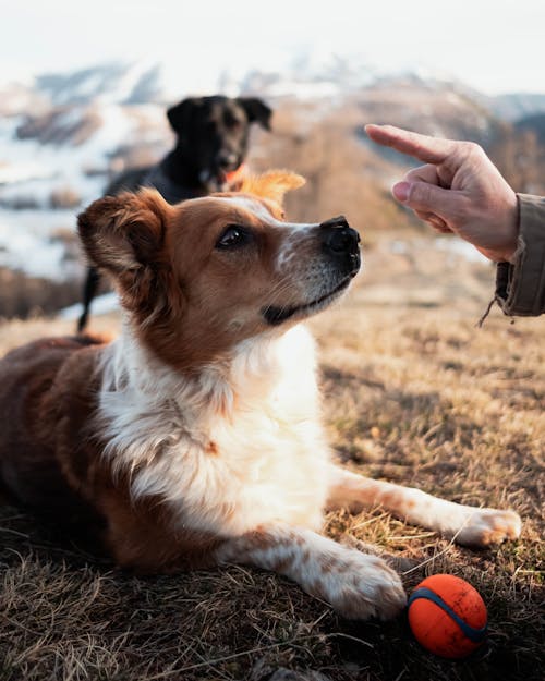 Hand over Dog Lying Down on Grass