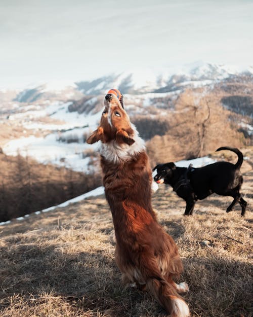 Dogs in a Mountain Valley