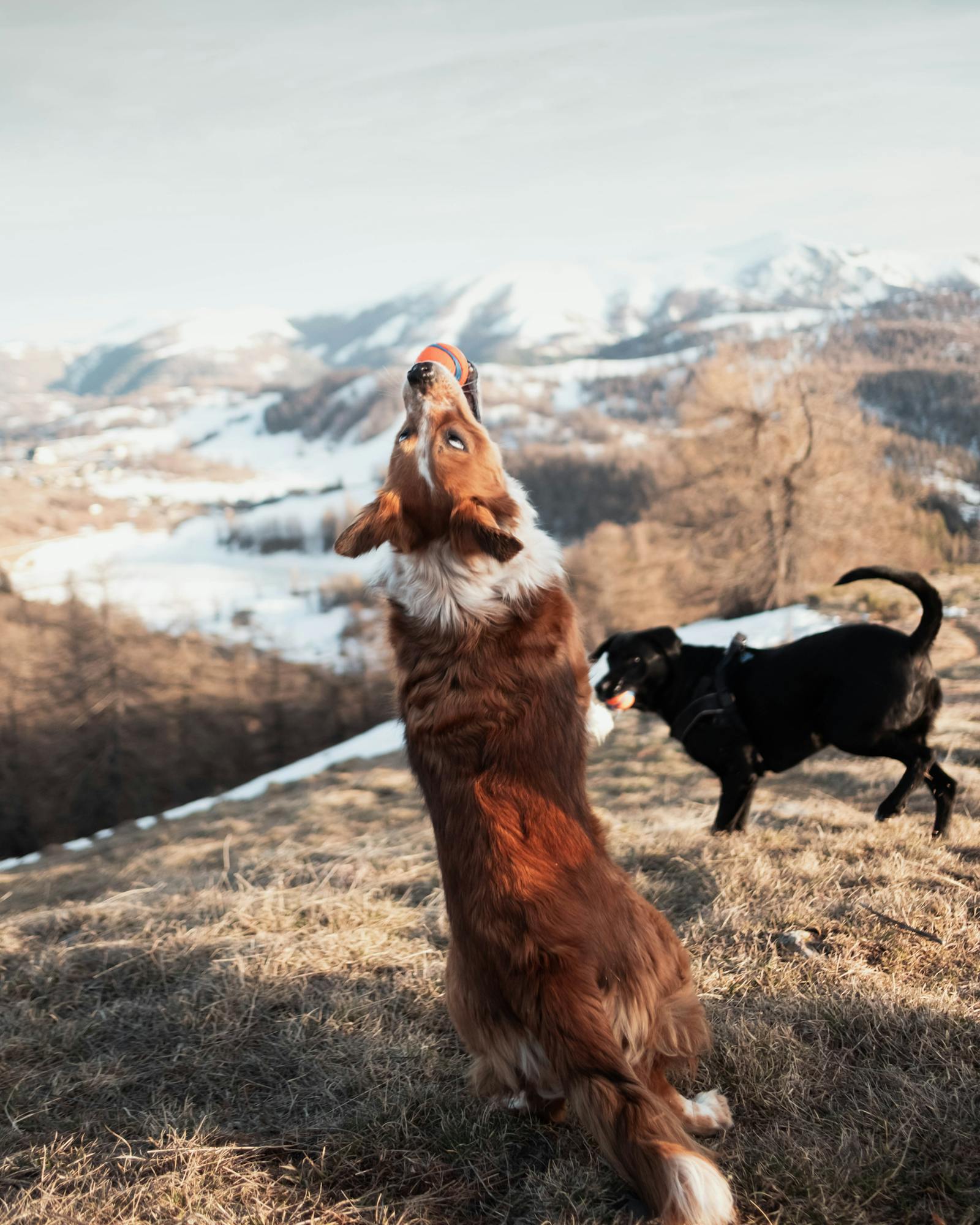 Free pictures of dogs photos download the best free free pictures of