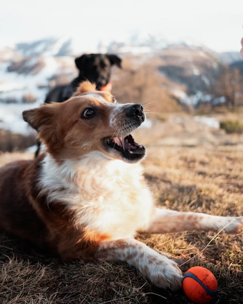 Dogs with Toys Outdoors 