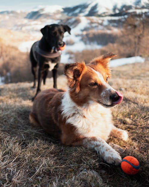 Dogs in a Mountain Valley