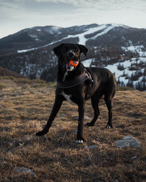 A Dog in a Mountain Valley