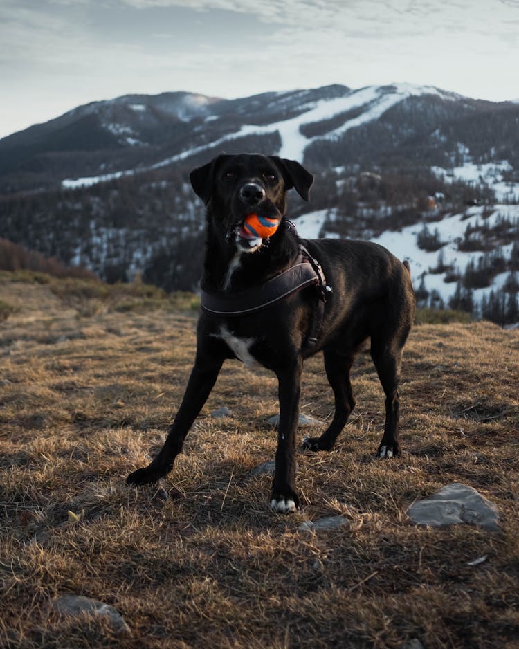 A Dog In A Mountain Valley