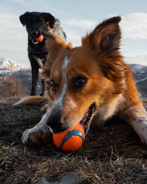 Dogs with Toys Outdoors 