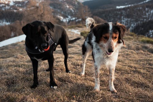 Close up of Dogs