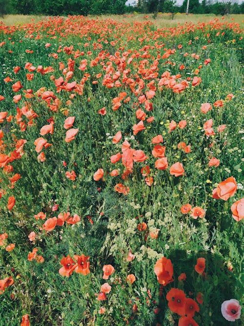 Foto profissional grátis de crisântemos, flora, flores