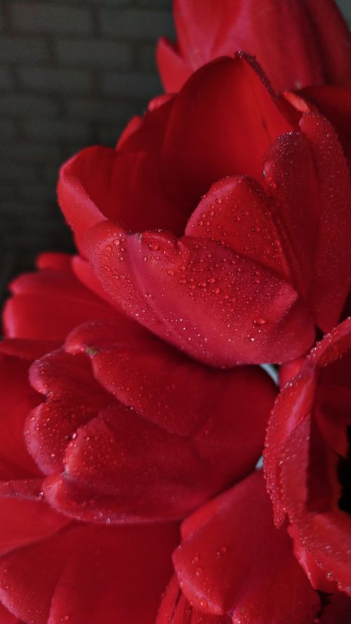 Free Detailed close-up of vibrant red roses with water droplets, capturing the fresh allure of the petals. Stock Photo