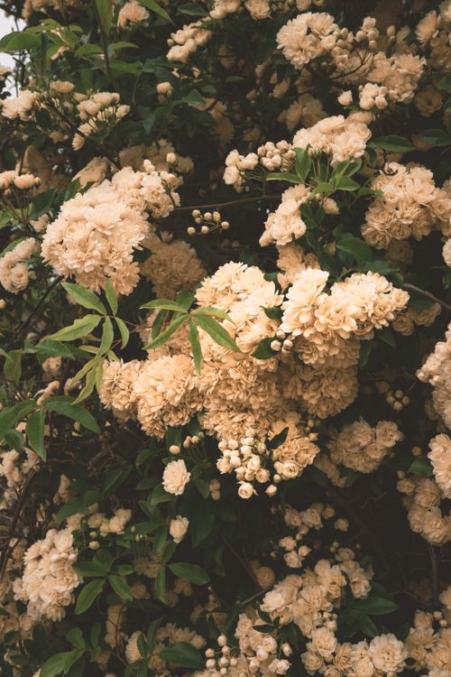 Free Beautiful cream-colored roses in full bloom showcasing nature's elegance and delicate beauty. Stock Photo