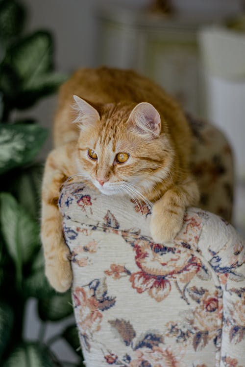 Ginger Cat on Sofa