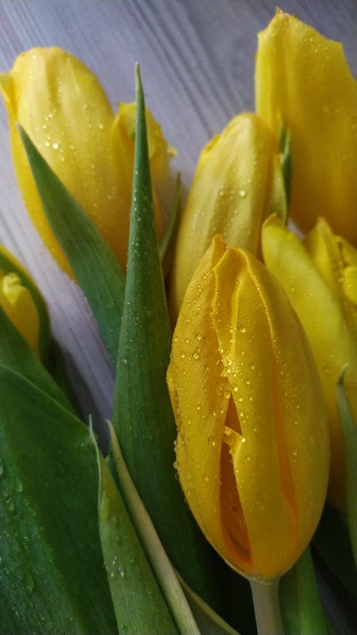 Gratis lagerfoto af blomster, frisk, gul