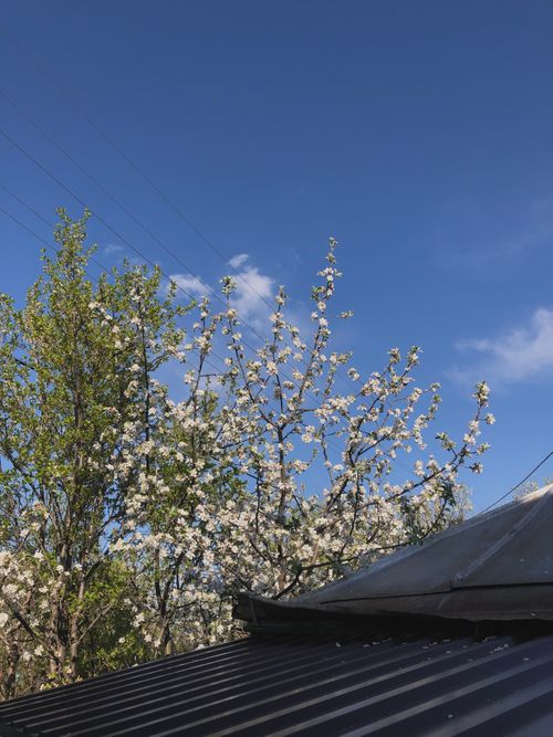 Free Blooming cherry blossoms and a building roof under a clear blue sky in Keger, Russia. Stock Photo