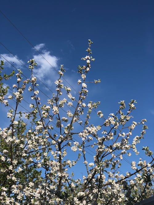 White Flowers Growing on Apple Tree Branches