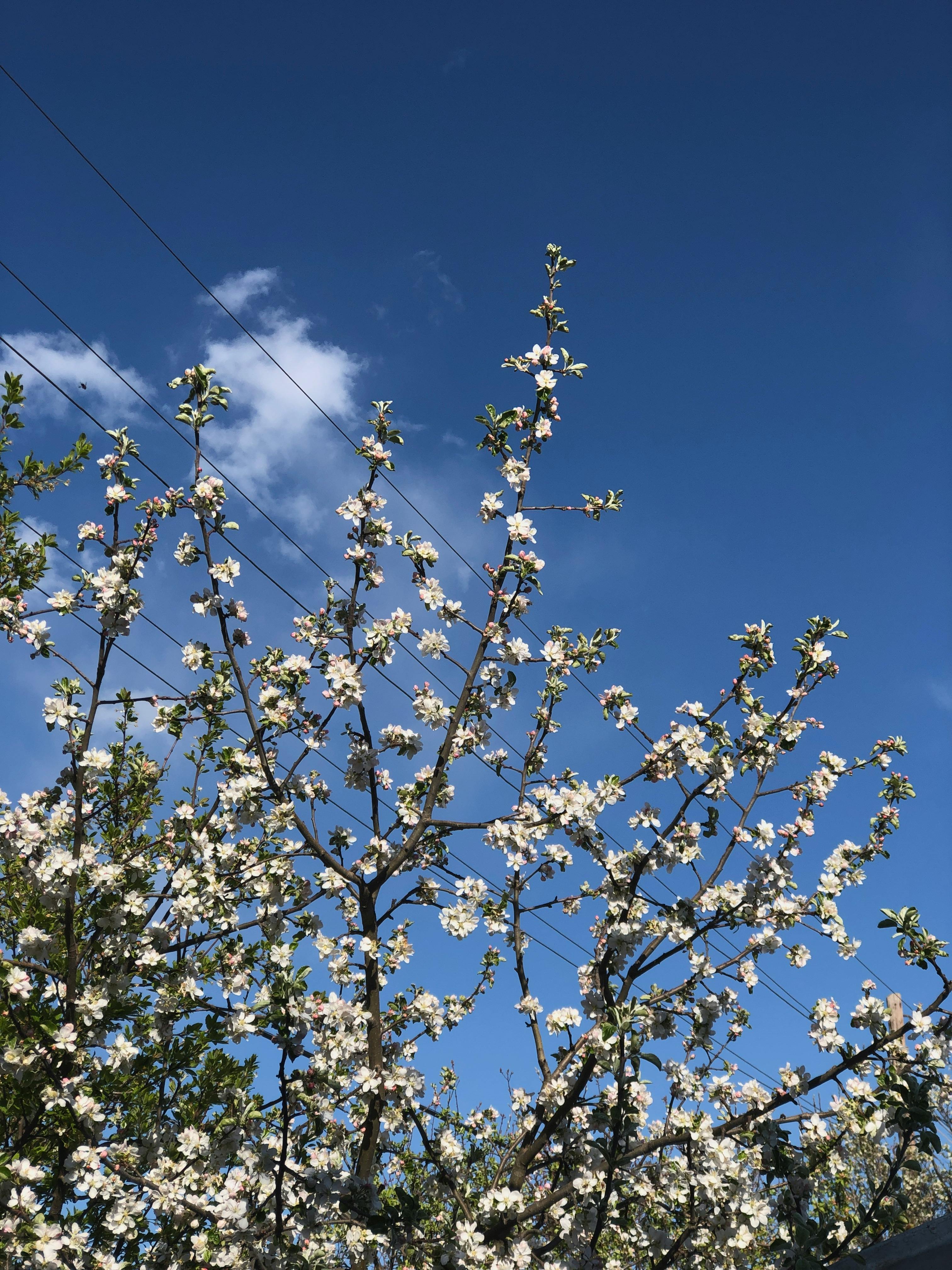 White Flowers Growing on Apple Tree Branches · Free Stock Photo
