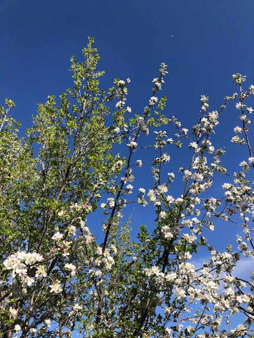 Foto profissional grátis de árvore de maçã, céu azul, filiais