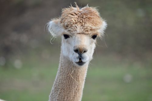 Free A detailed close-up shot of an alpaca's face with a blurred natural background. Captured in London, UK. Stock Photo