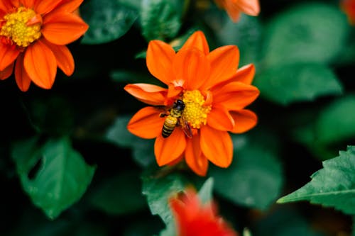 Selective Focus Photography Of Bee On Orange Flower
