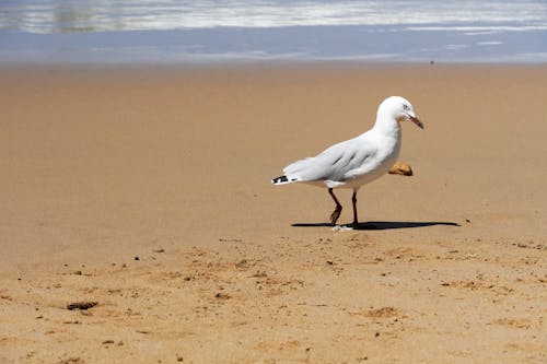 Photos gratuites de animal, aviaire, eau