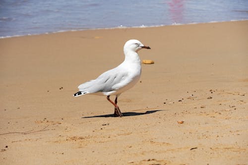 Foto profissional grátis de areia, ave, fotografia animal