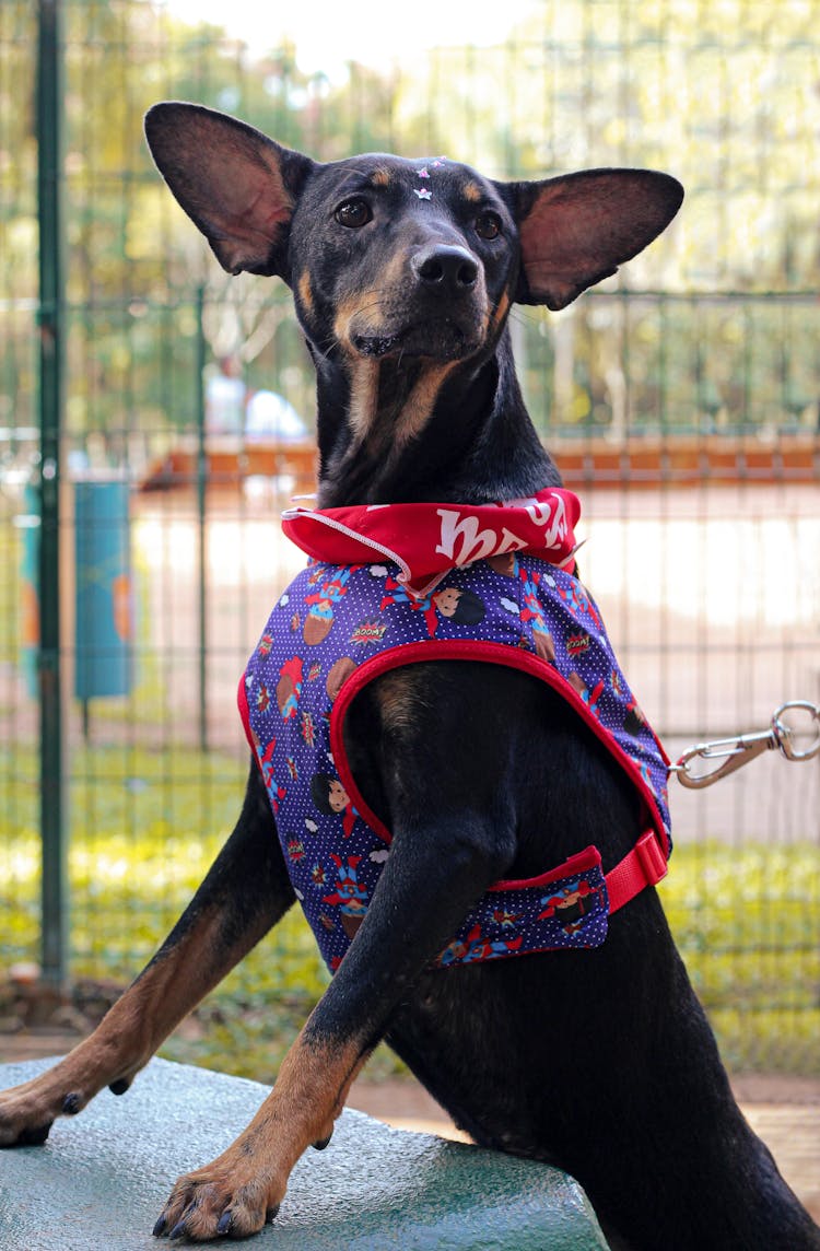 Portrait Of Dog In Clothes