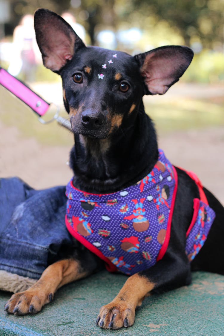 Portrait Of Dog In Clothes