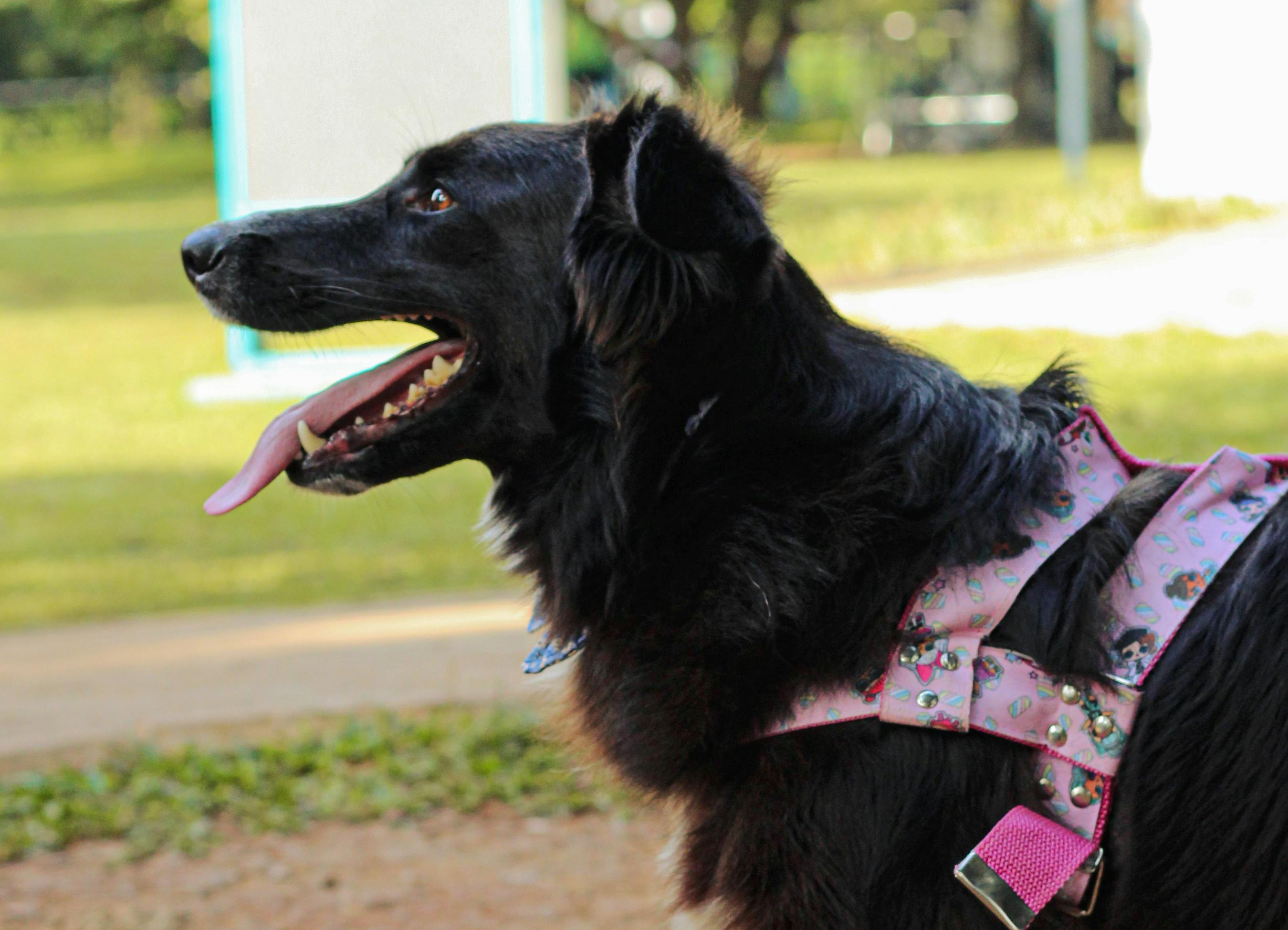 pet lifestyle store — Photo by Nanda Mends on Pexels