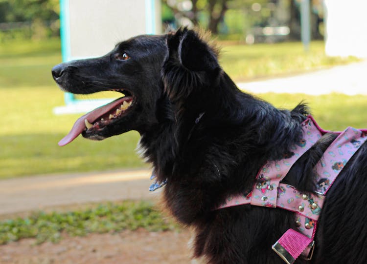 Happy Dog In Park