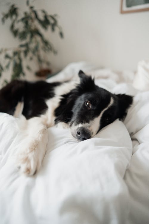 Dog Lying Comfortably on White Sheets