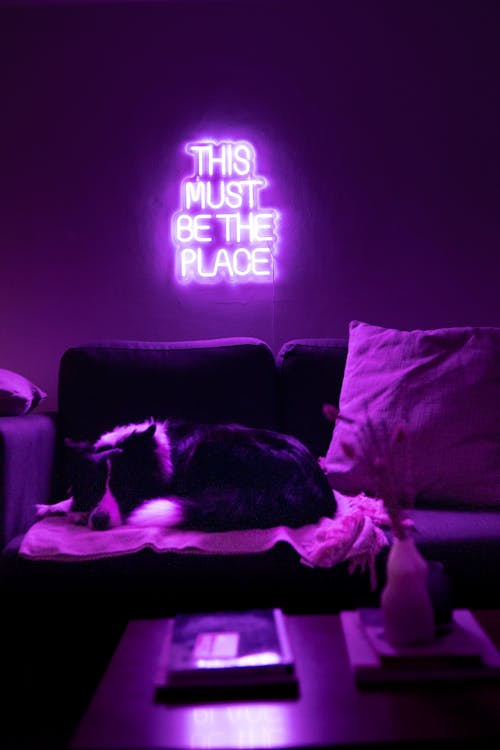 Dog Lying on Couch under Neon Sign