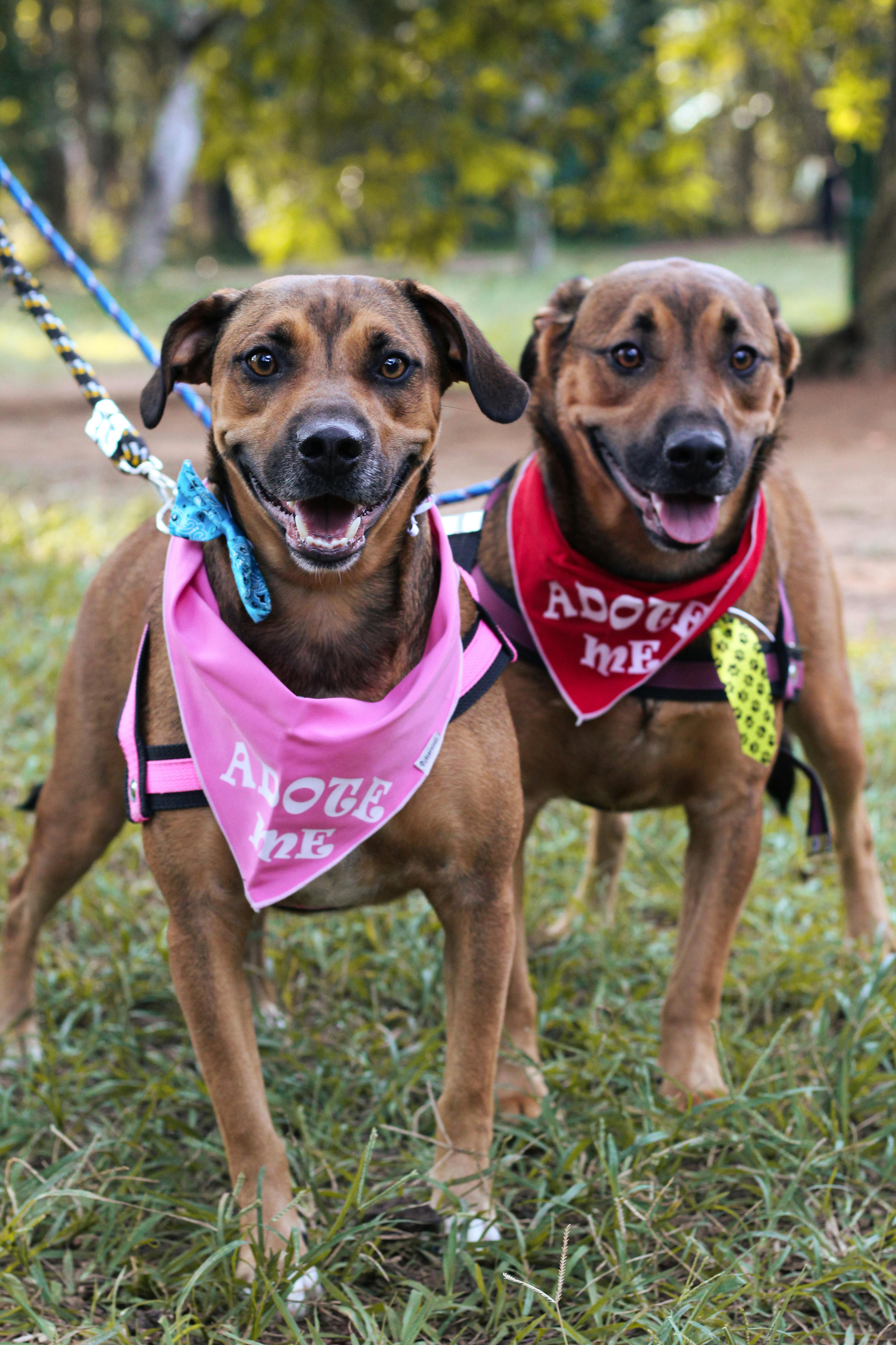 Cheerful dogs wearing 'Adopt Me' bandanas in a lush green park, ready for a new home.