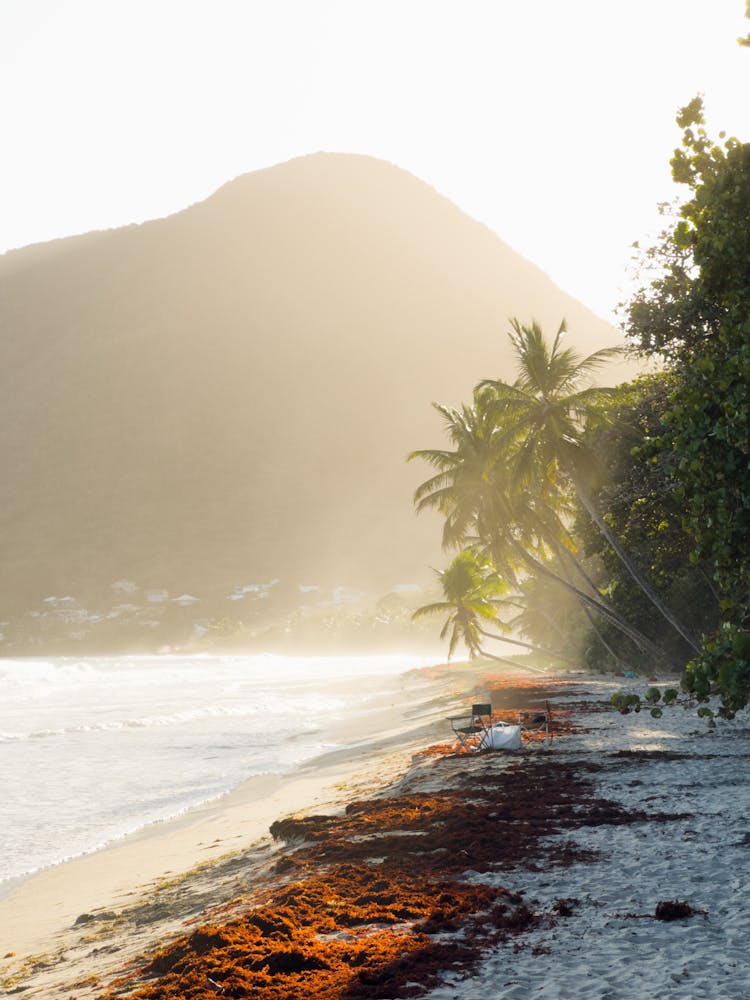 Palm Trees Over Beach At Sunset