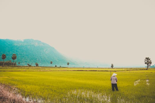 越南的稻田风景中，一位农民独自劳作