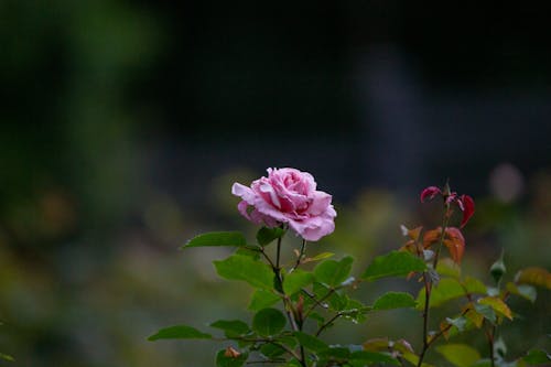 セレクティブフォーカス, ピンクのバラ, 咲くの無料の写真素材