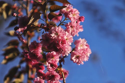 Cherry blossom blooming in spring