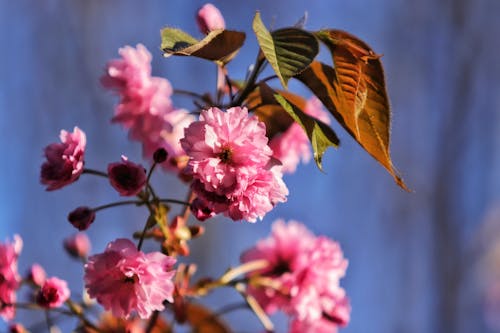 Pink cherry blossom in spring time