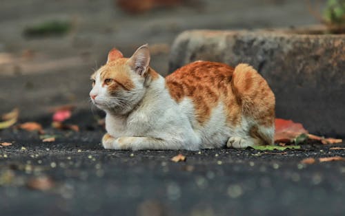 A cat sitting on a street