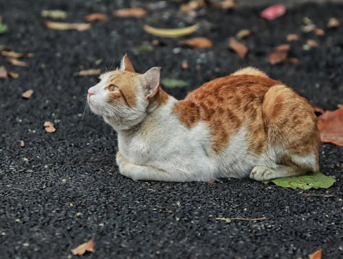 A cat sitting on a street