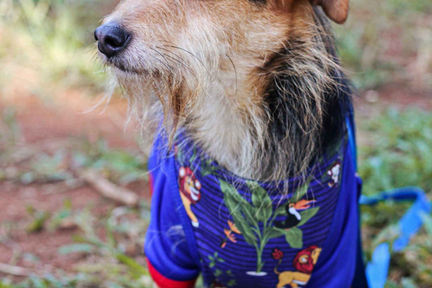 Inblock Tet Terrier Dog Photos, Download The BEST Free Terrier Dog Stock Photos ...
